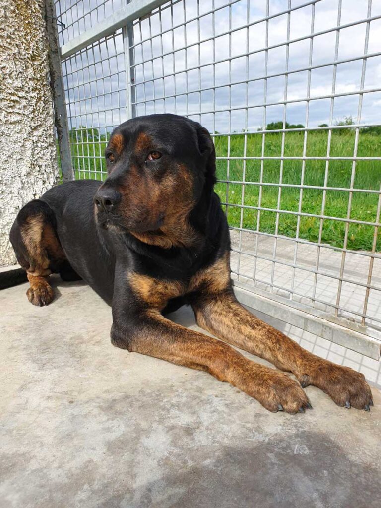 simil rottweiler emanuele cane